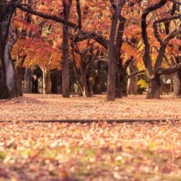 Fall leaves scattered in the forest.