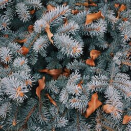 Pine leaves on a tree in the winter.