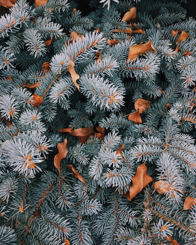 Pine leaves on a tree in the winter.
